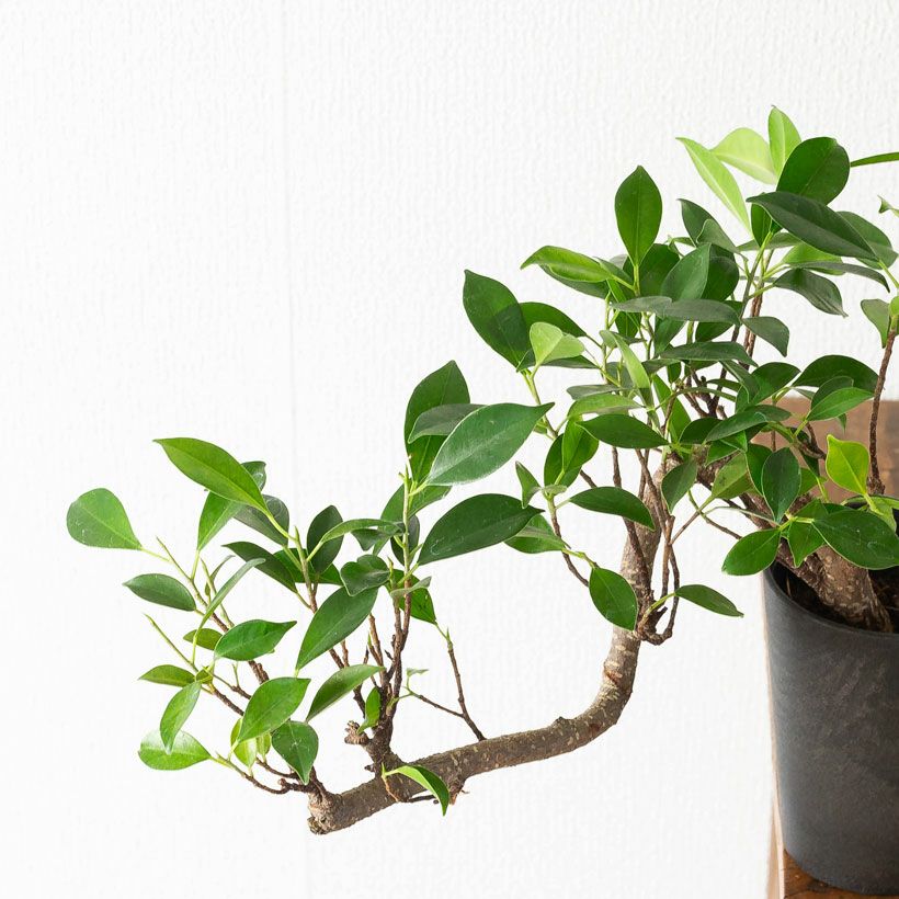 ガジュマル盆栽｜龍のように幹が伸び曲がる卓上スパイラル