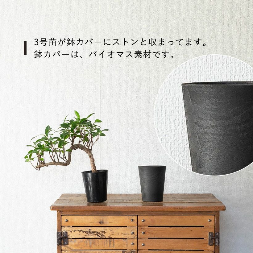 ガジュマル盆栽｜龍のように幹が伸び曲がる卓上スパイラル