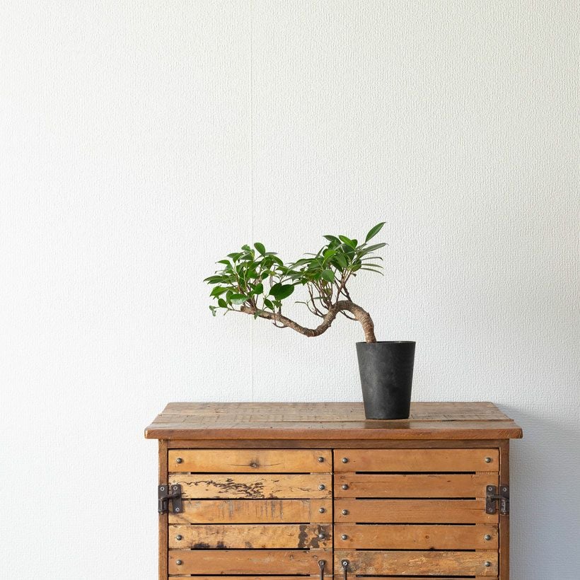 ガジュマル盆栽｜龍のように幹が伸び曲がる卓上スパイラル