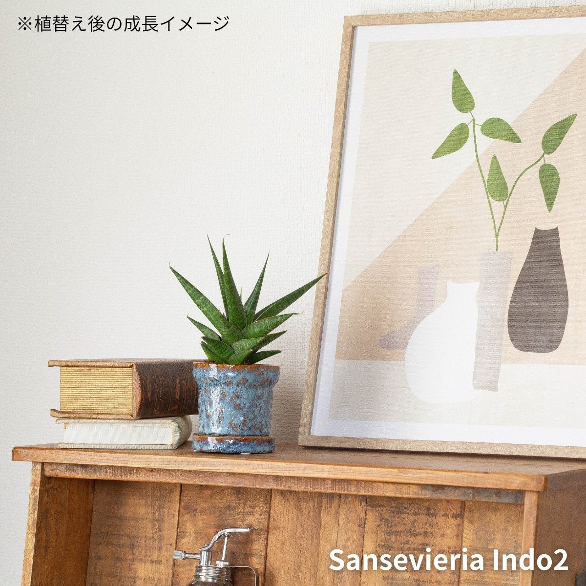 サンスベリア・インド2の画像