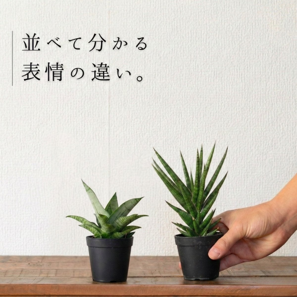 サンスベリアを並べている画像