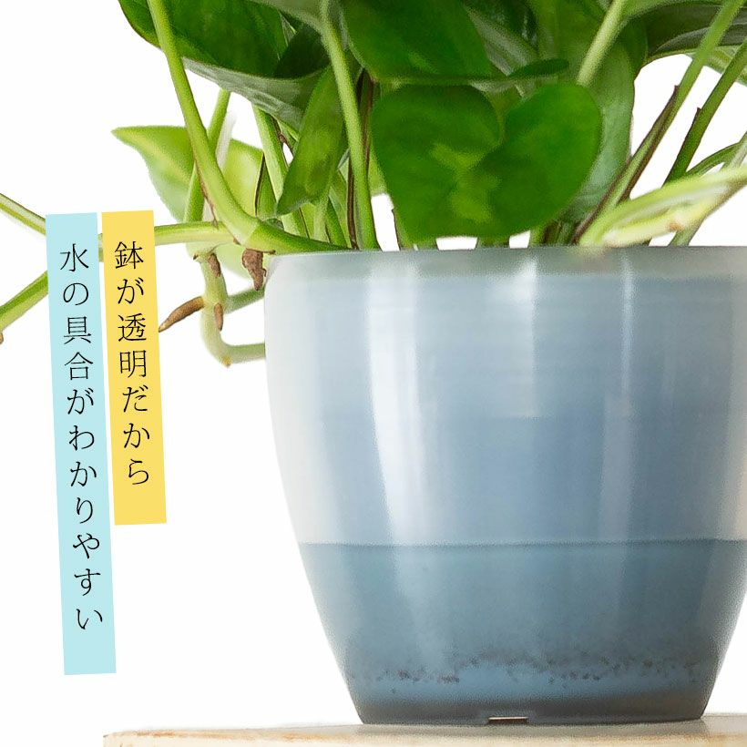 ポトスさん専用 潤流（腰水）対応！透明鉢カバー付き浅岡ポトス|初心者も簡単水やり