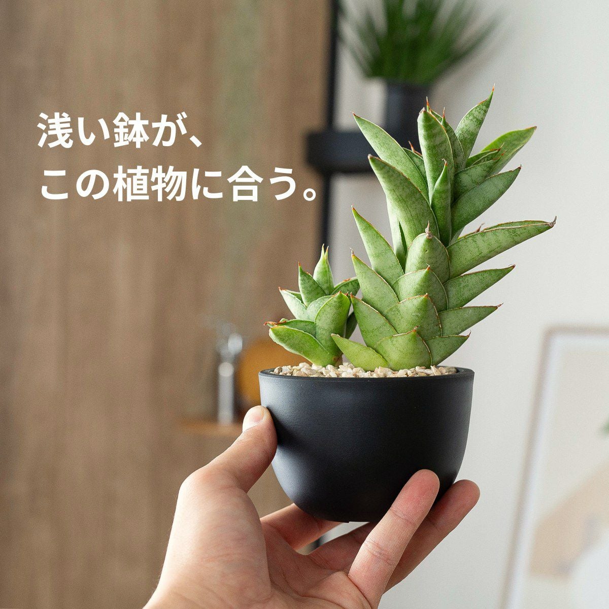 ★木製 苔玉育成鉢 吸水 傷あり a0470 ☆木製 苔玉育成鉢 吸水 傷あり a0470 【公式通販】