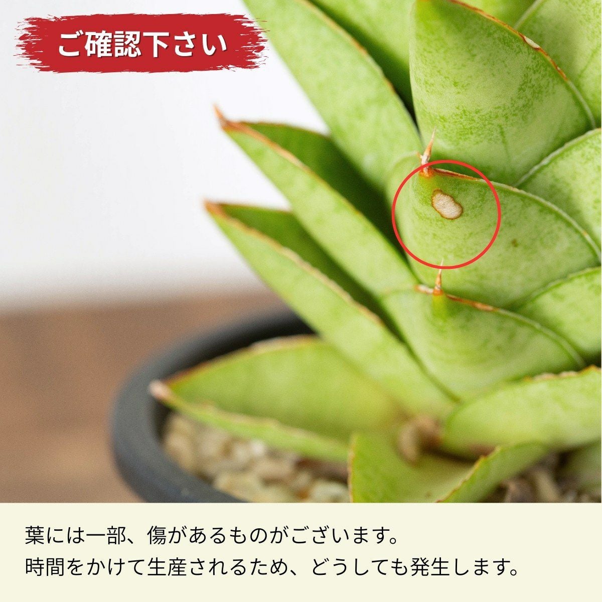 サンスベリア・パゴダ（育て方ガイド付き）｜成長遅く育てやすい品種
