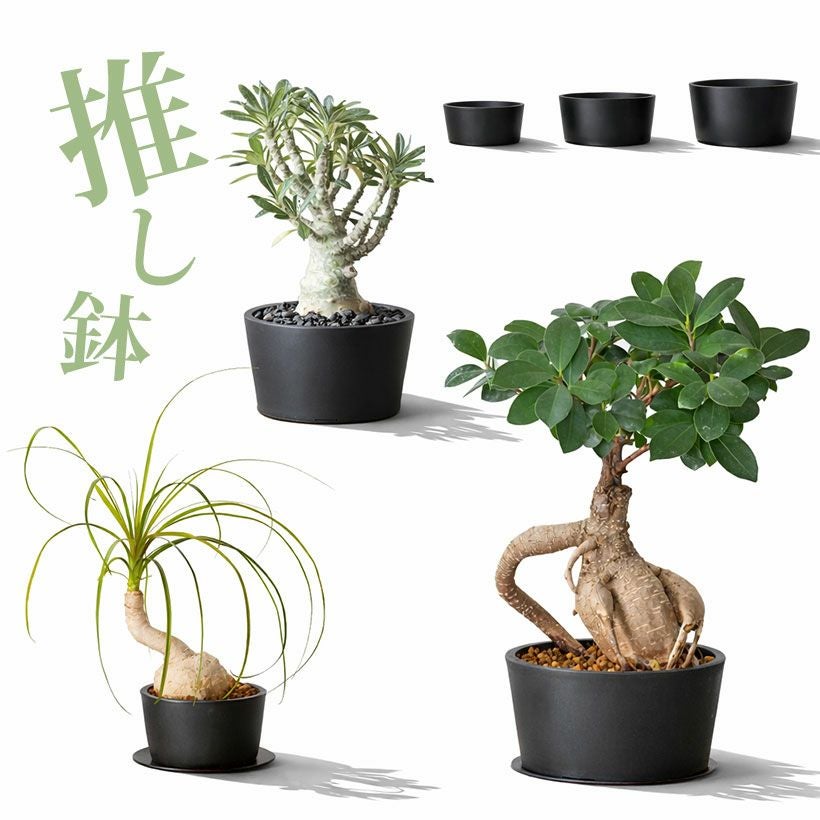 塊根植物や珍奇植物に！黒マット浅型POT|maceta basiclow