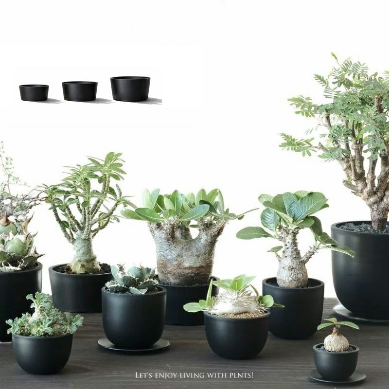 塊根植物や珍奇植物に！黒マット浅型POT|maceta basiclow