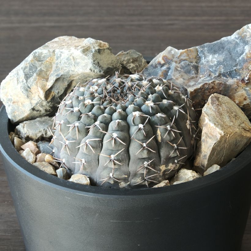 塊根植物や珍奇植物に！黒マット浅型POT|maceta basiclow