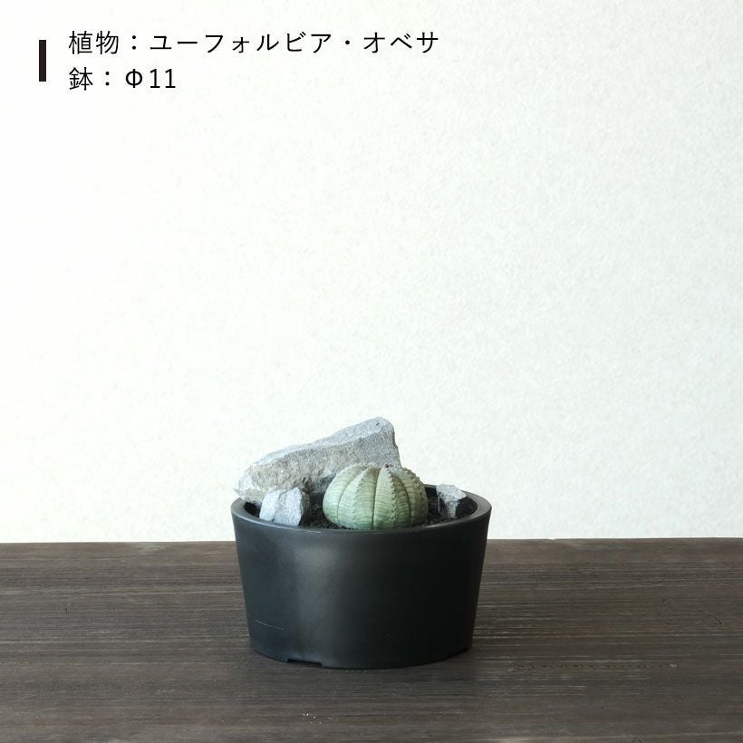 塊根植物や珍奇植物に！黒マット浅型POT|maceta basiclow
