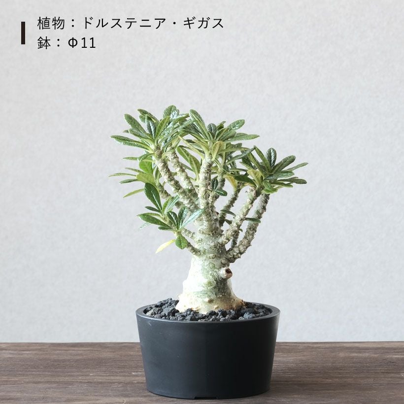塊根植物や珍奇植物に！黒マット浅型POT|maceta basiclow