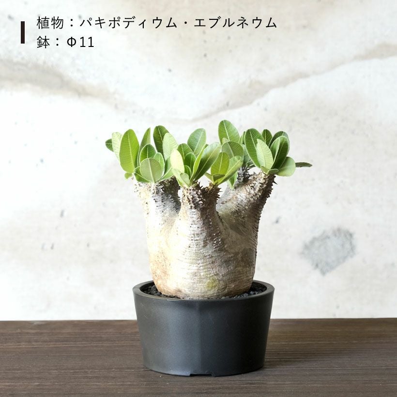 塊根植物や珍奇植物に！黒マット浅型POT|maceta basiclow
