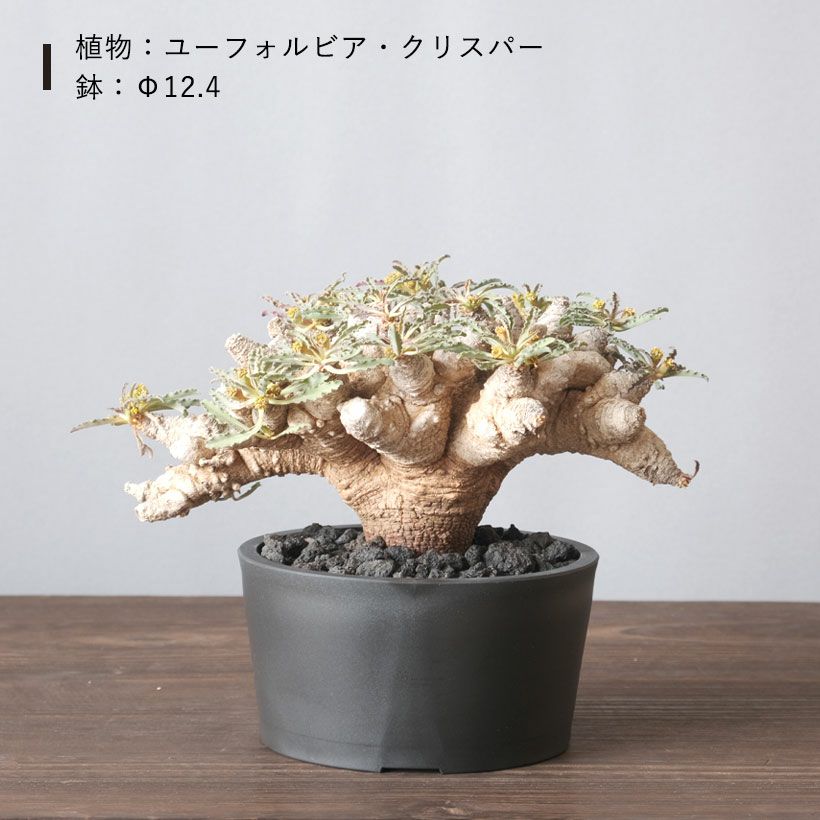 塊根植物や珍奇植物に！黒マット浅型POT|maceta basiclow