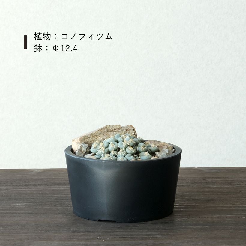 塊根植物や珍奇植物に！黒マット浅型POT|maceta basiclow