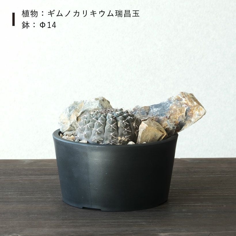 塊根植物や珍奇植物に！黒マット浅型POT|maceta basiclow
