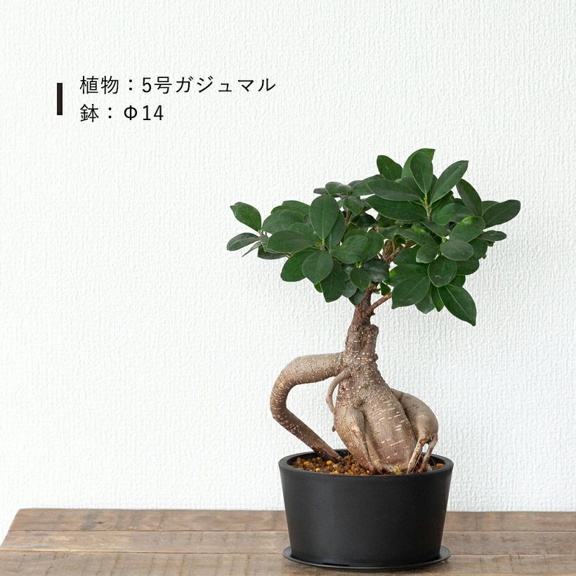 塊根植物や珍奇植物に！黒マット浅型POT|maceta basiclow
