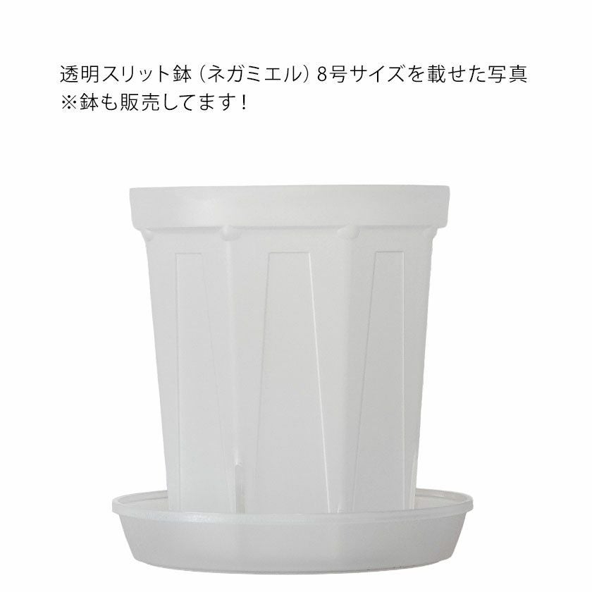珍しい！大型半透明受皿（8号鉢向け）ネガミエル透明スリット鉢に