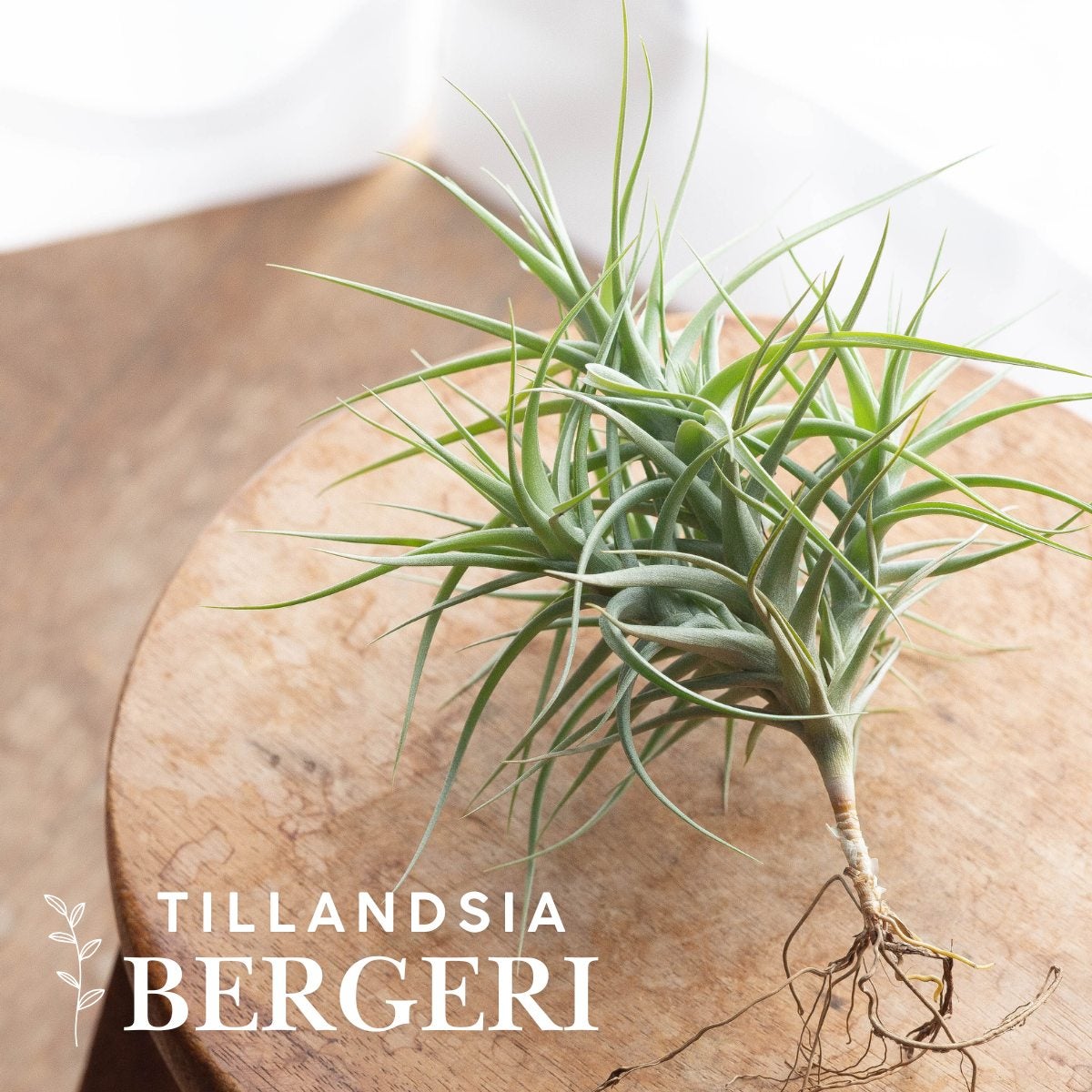 チランジア・ベルゲリを飾っている写真