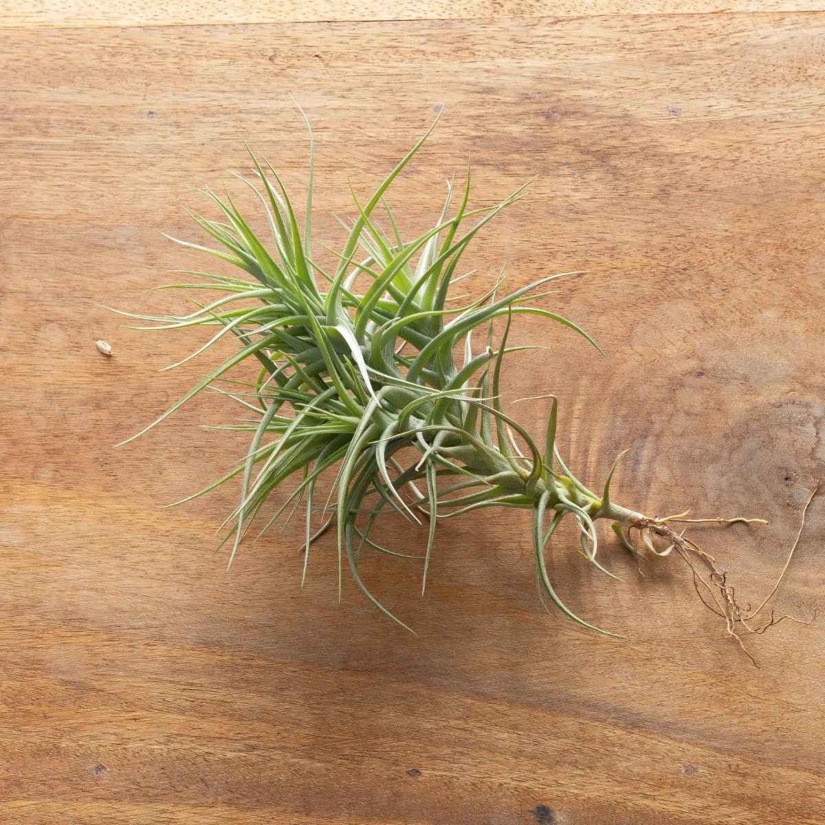 クランプ仕立て！チランジア・ベルゲリー｜育て方付き