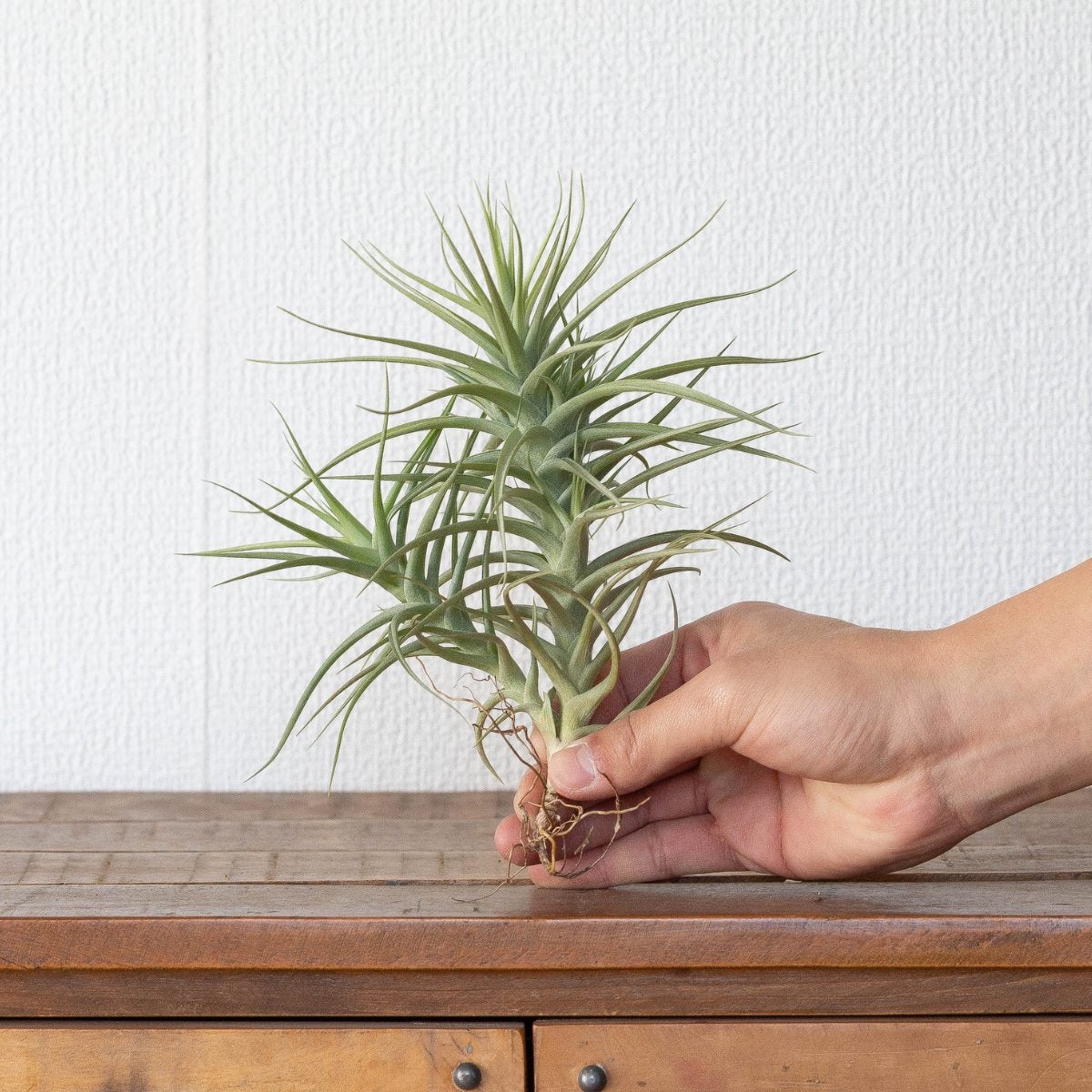 チランジア・ベルゲリを手に持っている写真