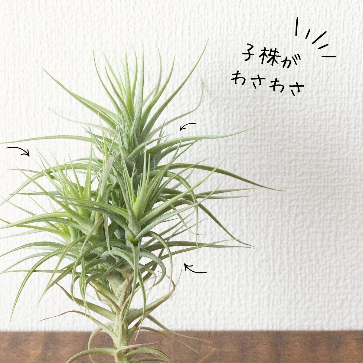 クランプ仕立て！チランジア・ベルゲリー｜育て方付き