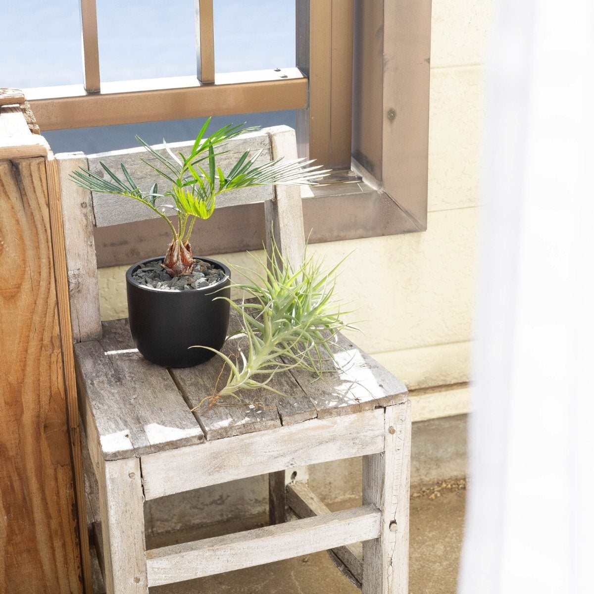 クランプ仕立て！チランジア・ベルゲリー｜育て方付き