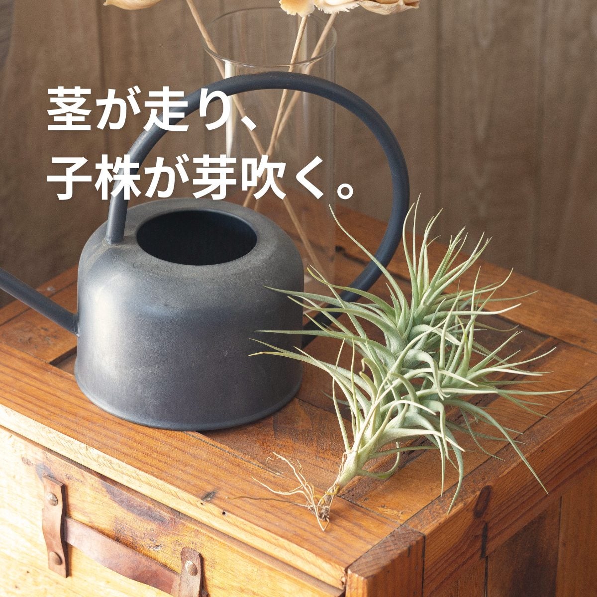 クランプ仕立て！チランジア・ベルゲリー｜育て方付き