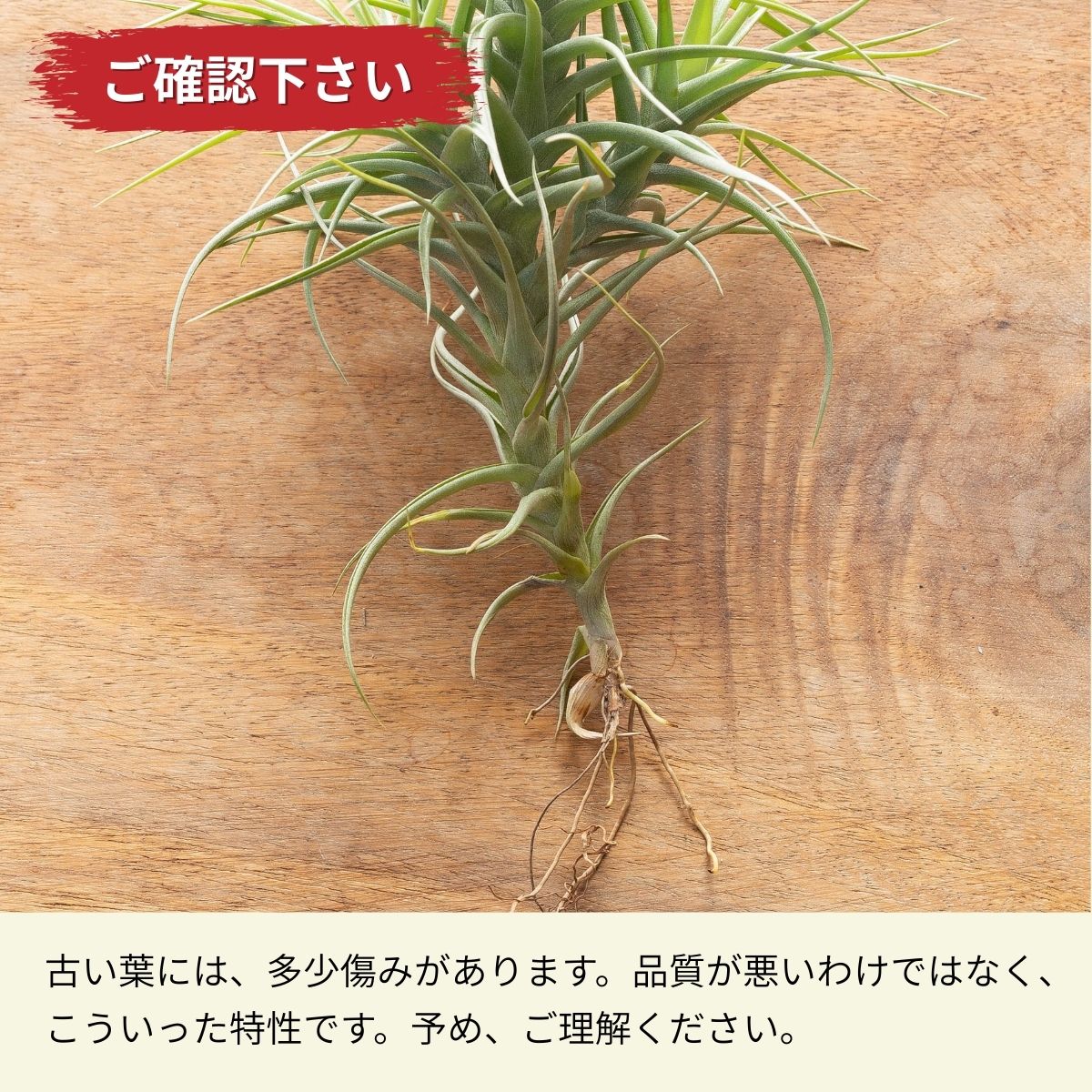 クランプ仕立て！チランジア・ベルゲリー｜育て方付き