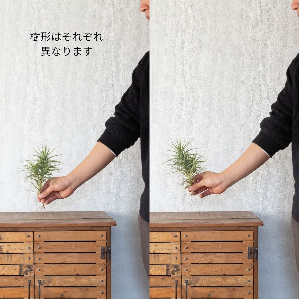 クランプ仕立て！チランジア・ベルゲリー｜育て方付き