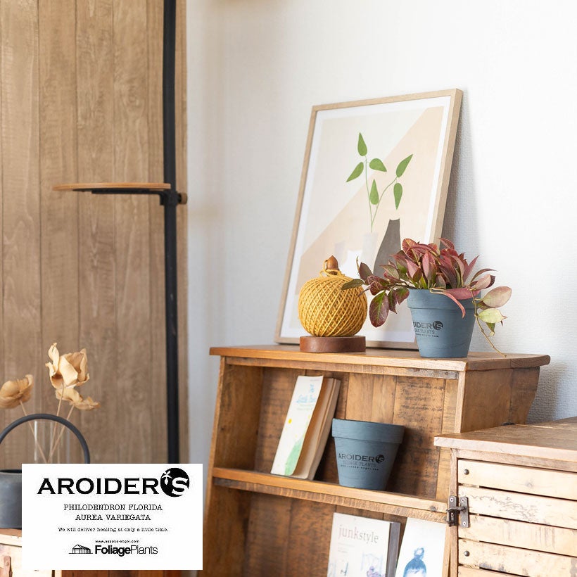 浅岡園芸アロイダーズPOT|ブルーペイントが素敵な3号苗向け鉢カバー