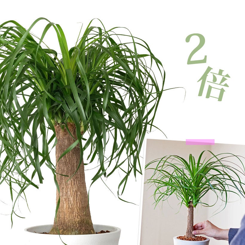 小さめサイズの割に幹が太い！トックリランポニーテール