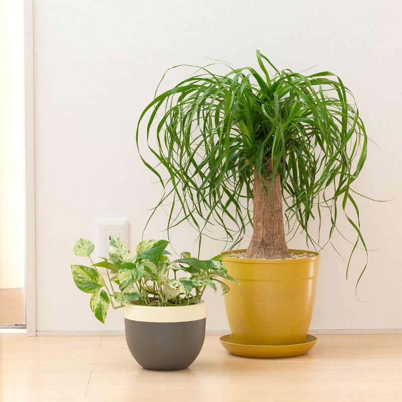 ポニーテールの幹1