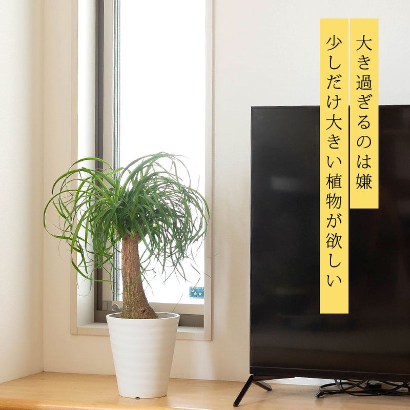 ポニーテールをリビングに