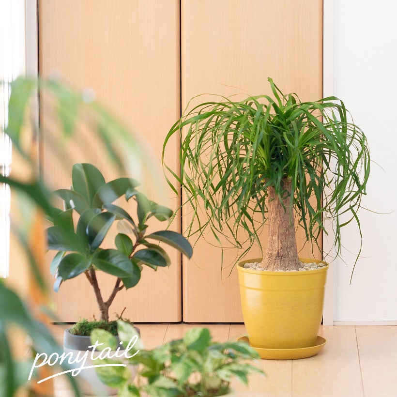 小さめサイズの割に幹が太い！トックリランポニーテール