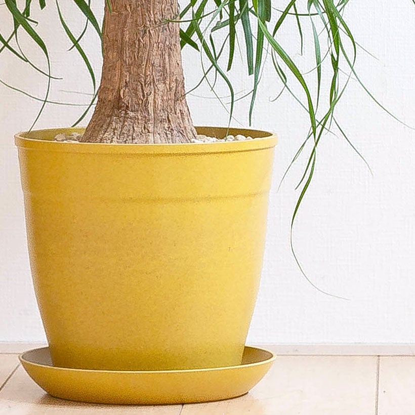 現物「トックリラン・ポニーテール」８号陶器（受皿付き） 観葉植物 トックリラン ポニーテール 8号 プラスチック鉢 | 観葉植物
