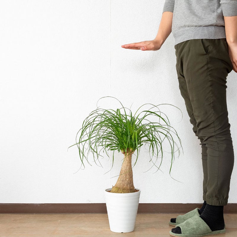 ポニーテールの大きさ