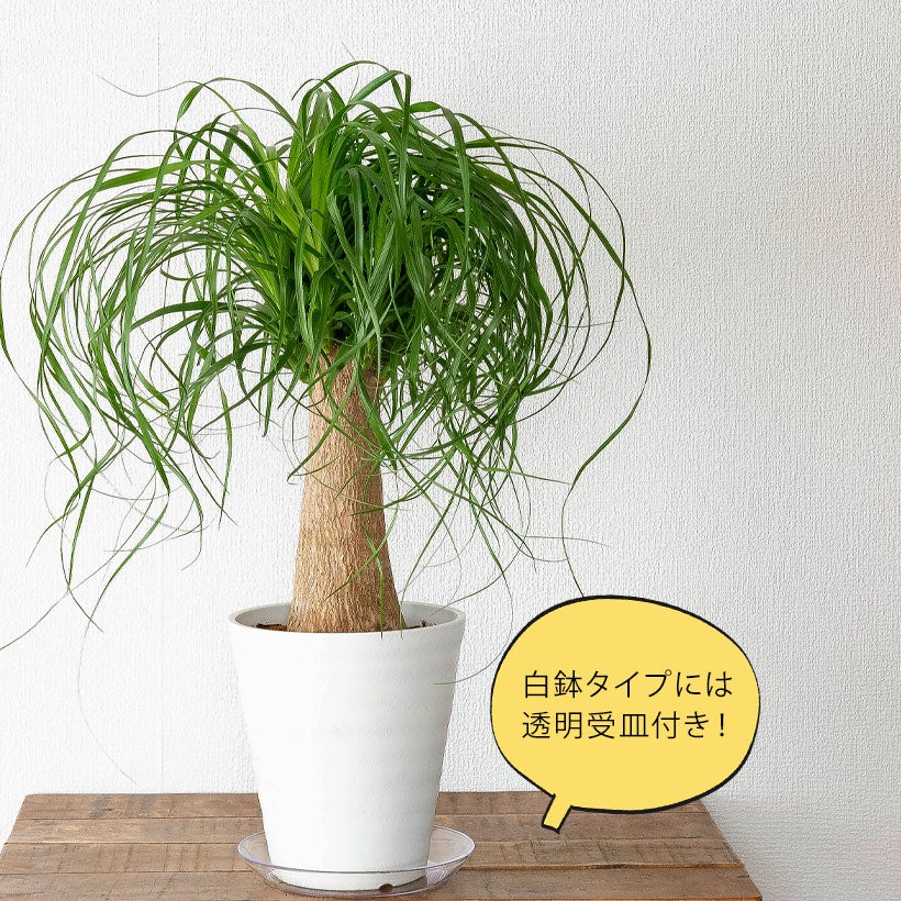 小さめサイズの割に幹が太い！トックリランポニーテール