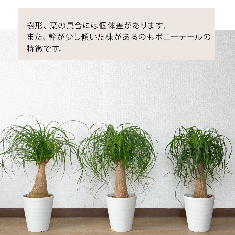 小さめサイズの割に幹が太い！トックリランポニーテール