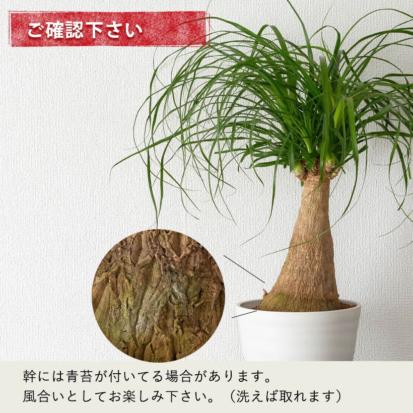 小さめサイズの割に幹が太い！トックリランポニーテール