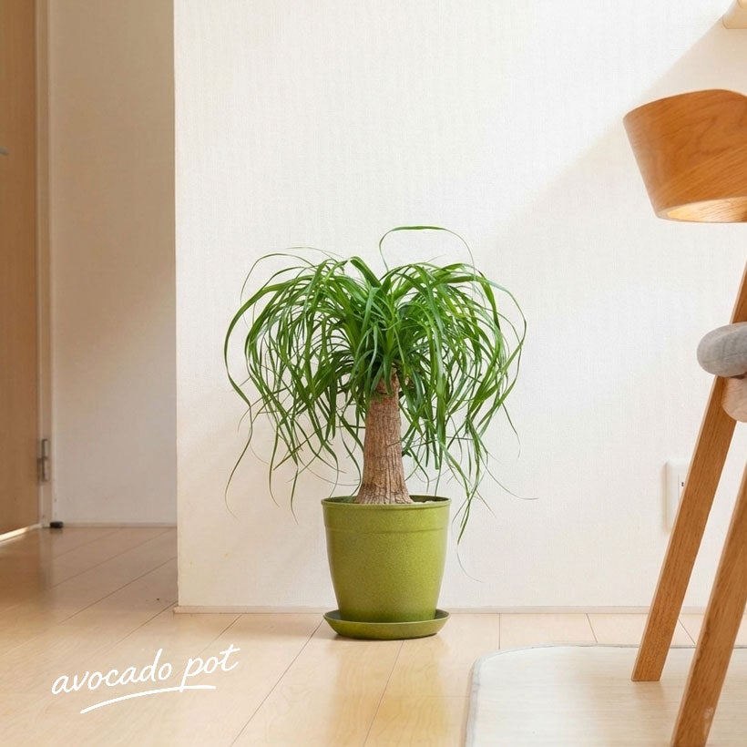 ポニーテールの幹2