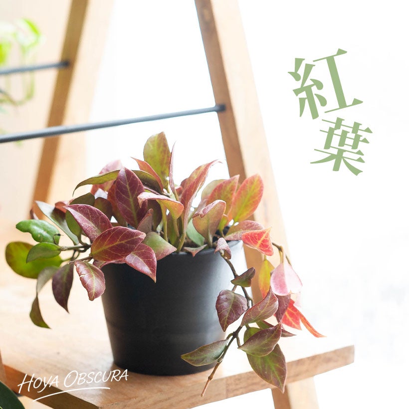 赤く葉が紅葉するホヤ・オブスクラ|造花のような観葉植物