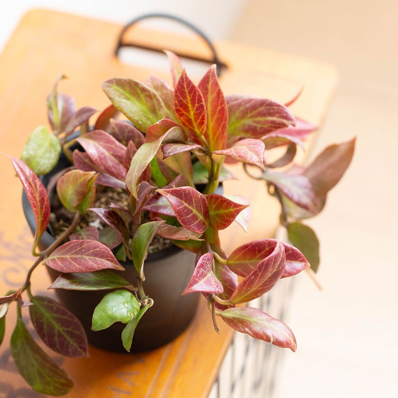 赤く葉が紅葉するホヤ・オブスクラ|造花のような観葉植物