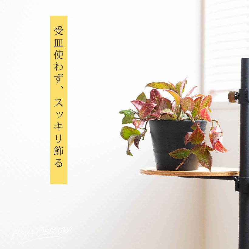赤く葉が紅葉するホヤ・オブスクラ|造花のような観葉植物