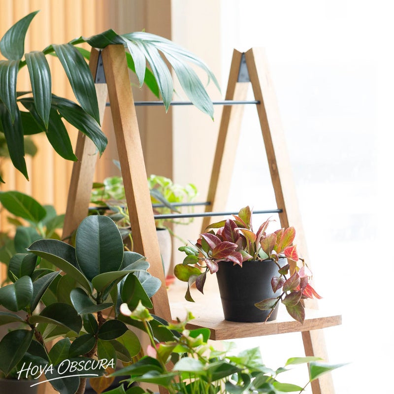 植物がある暮らし