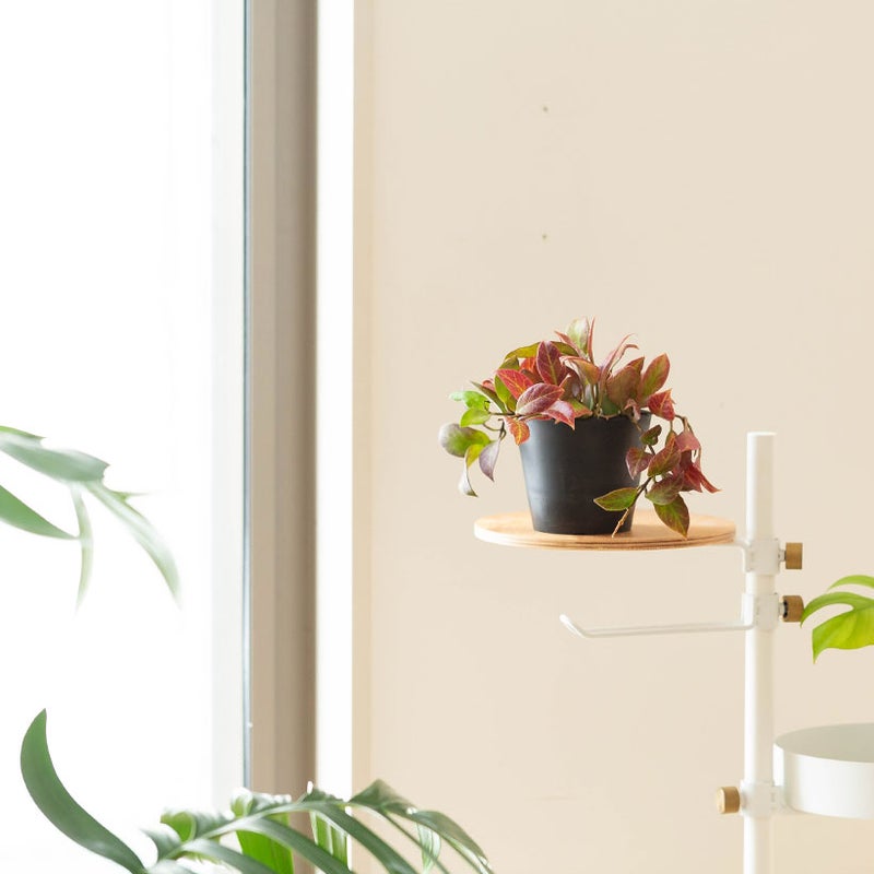 ホヤオブスクラの台の上に