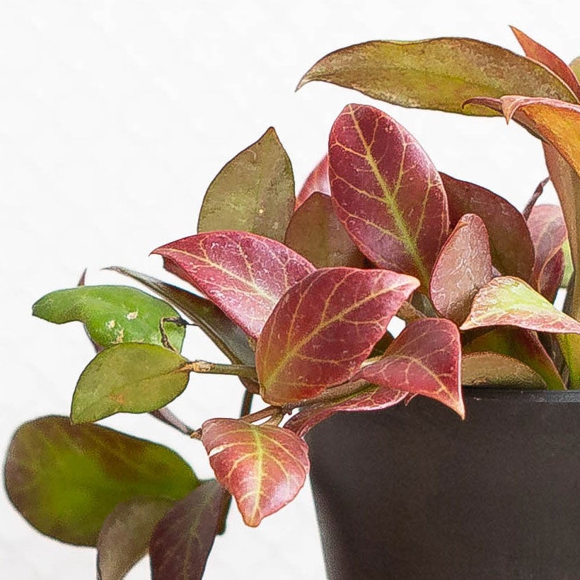 赤く葉が紅葉するホヤ・オブスクラ|造花のような観葉植物