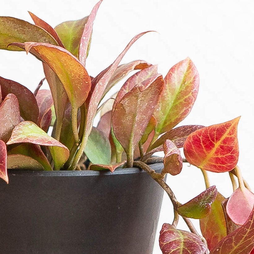 赤く葉が紅葉するホヤ・オブスクラ|造花のような観葉植物