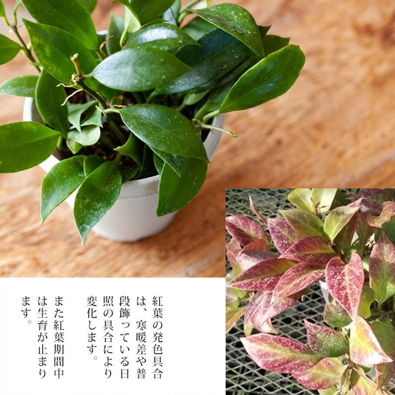 ホヤの紅葉について