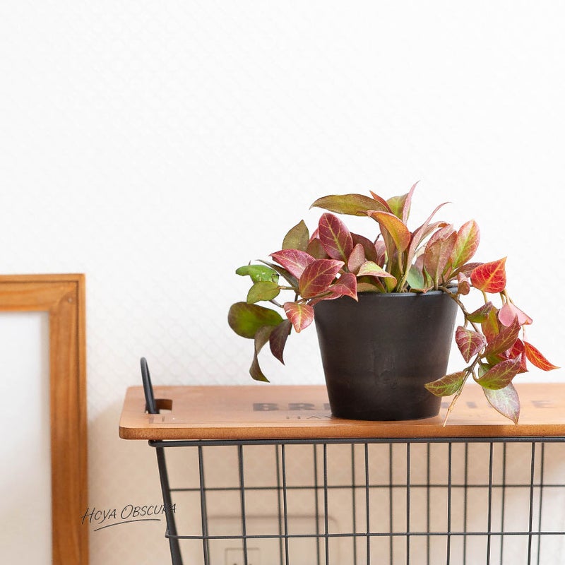 オブスクラを樹脂の鉢カバーに入れて
