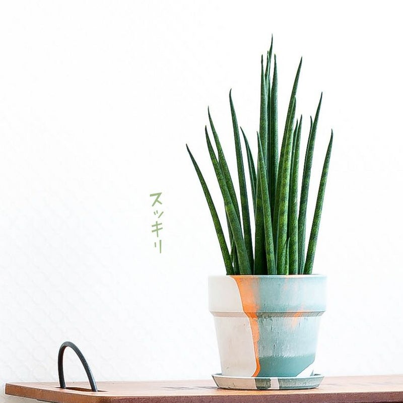 サンスベリア・ミカドをカラフルな鉢に植えて