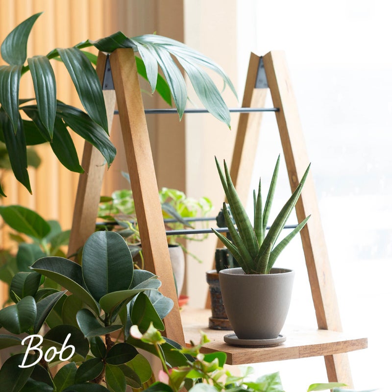 サンスベリアボブをグレーの陶器鉢に植えて