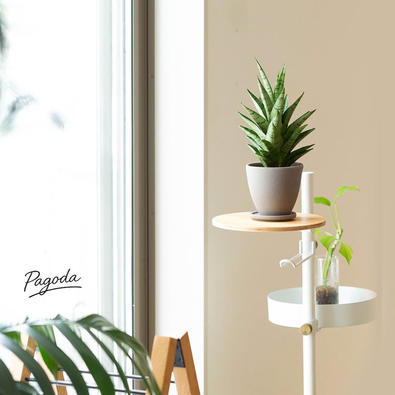 サンスベリアパコダをグレーの陶器鉢に植えて